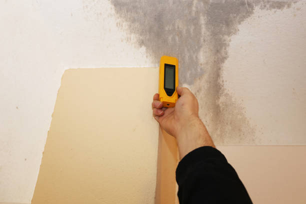 Best Attic Mold Removal  in Washington, WV