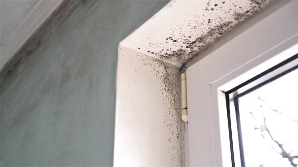 Best Airborne Mold Testing  in Washington, WV