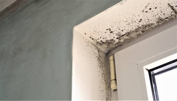 Best Post-Construction Mold Inspection  in Washington, WV