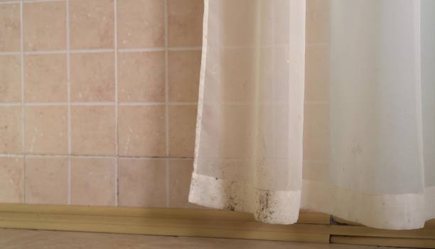 Professional Mold Removal in Washington, WV