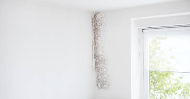 Best Real Estate Mold Inspection  in Washington, WV