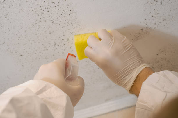 Best Mold Remediation for Healthcare Facilities  in Washington, WV