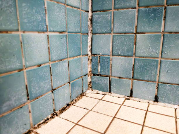 Best Environmental Consulting for Mold Prevention  in Washington, WV
