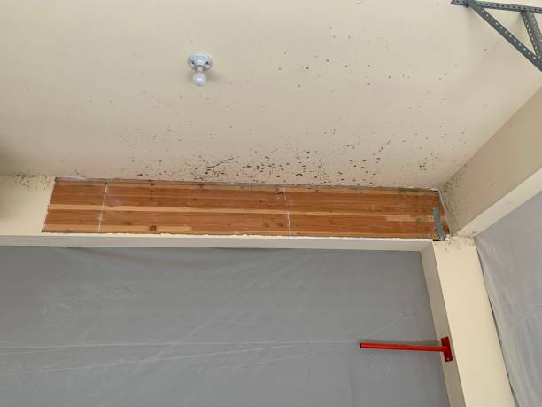 Best Biohazard Mold Removal  in Washington, WV