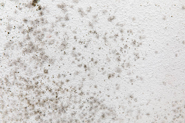 Best Residential Mold Inspection & Testing  in Washington, WV