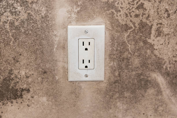 Best Water Damage & Mold Remediation  in Washington, WV