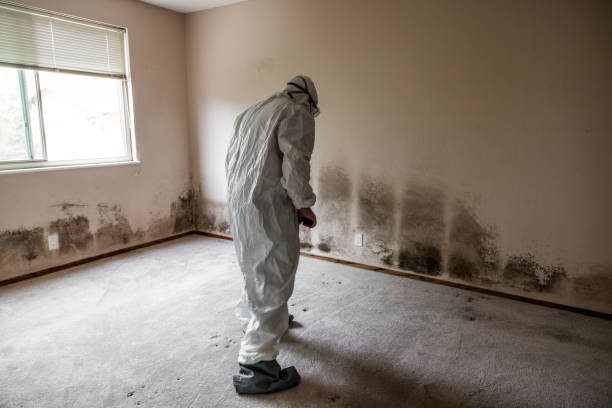 Best Forensic Mold Investigation  in Washington, WV