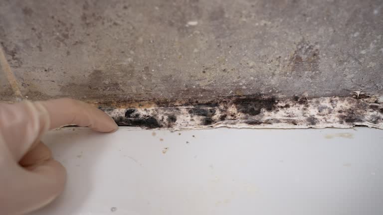 Best Commercial Mold Inspection  in Washington, WV