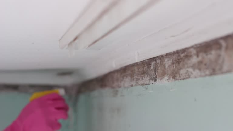 Best Mold Removal for HVAC Installations  in Washington, WV