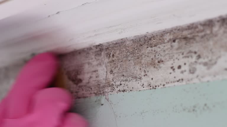 Best Mold Damage Restoration  in Washington, WV